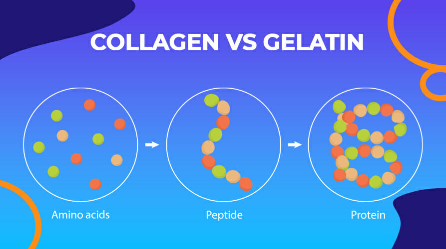 collagen vs gelatin thm